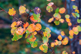 秋天叶子黄色的橡木叶子阿斯彭红色的叶子秋天叶子阿斯彭红色的叶子