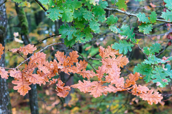 秋天叶子黄色的橡木叶子阿斯彭红色的叶子秋天叶子黄色的橡木叶子