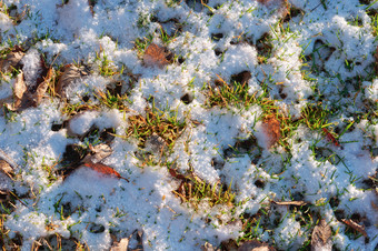 第一个雪雪绿色草雪绿色草第一个雪