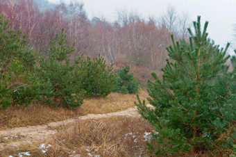 雪的秋天森林雪风暴的<strong>云杉</strong>森林雪风暴的<strong>云杉</strong>森林雪的秋天森林