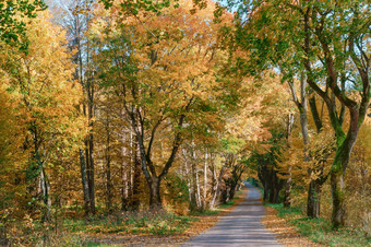 泛黄和变红<strong>叶子</strong>树的路的秋天森林的路的秋天森林泛黄和变红<strong>叶子</strong>树