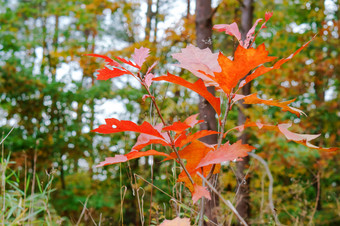 泛黄和变红叶子树秋天景观秋天景观泛黄和变红叶子树