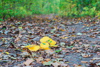泛黄和变红叶子树秋天景观秋天景观泛黄和变红叶子树