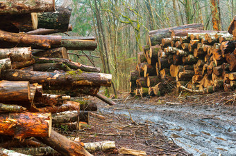 砍伐树的森林日志记录的路边日志记录的路边砍伐树的森林