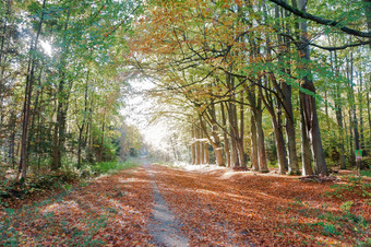 泛黄和变红叶子树的路的秋天森林的路的秋天森林泛黄和变红叶子树