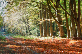 泛黄和变红叶子树的路的秋天森林的路的秋天森林泛黄和变红叶子树