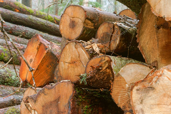砍伐树的森林日志记录的路边日志记录的路边砍伐树的森林