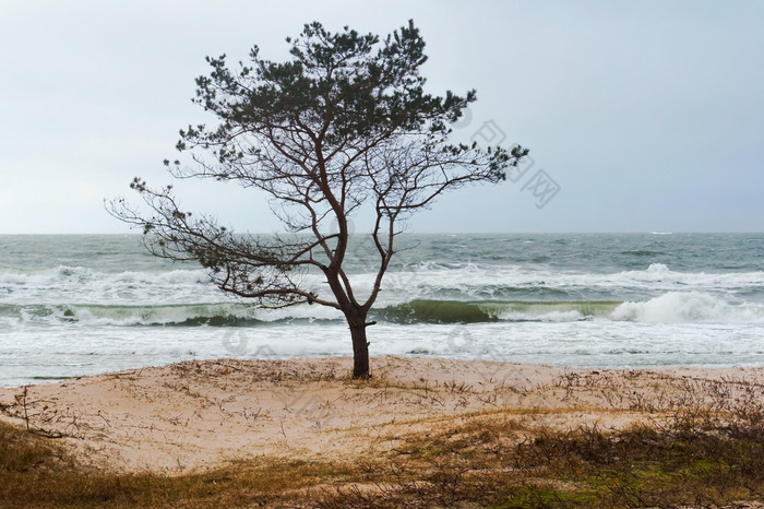 孤独的树的海狂风暴雨的天气的海狂风暴雨的天气的海孤独的树的海