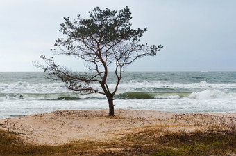 孤独的树的海<strong>狂风</strong>暴雨的天气的海<strong>狂风</strong>暴雨的天气的海孤独的树的海