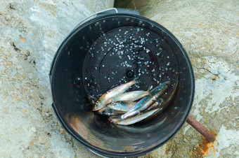 鲱鱼桶新鲜抓住了鱼的底桶新鲜抓住了鱼的底桶鲱鱼桶