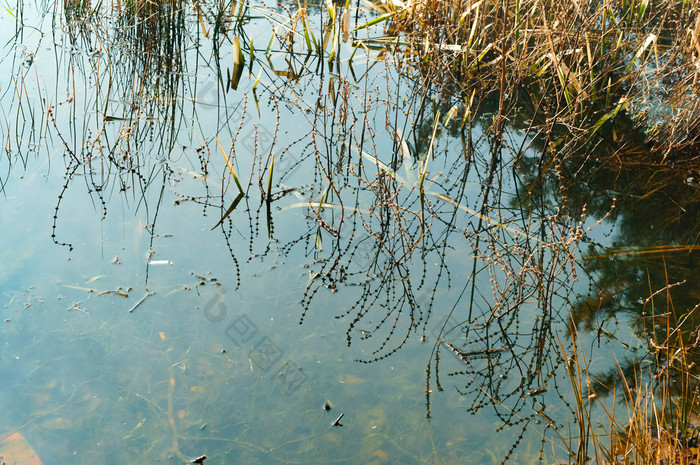 植被的海岸的池塘的反射植被森林池塘的反射植被森林池塘植被的海岸的池塘