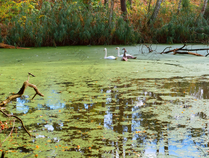 家庭天鹅的池塘天鹅的野生天鹅的野生家庭天鹅的池塘