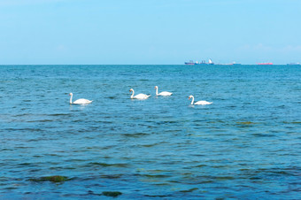白色天鹅海水禽和船只海水禽和船只海白色天鹅海