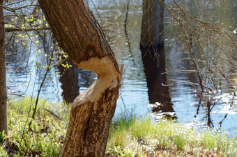 树咬的海狸的海狸牙齿标志着树<strong>树干</strong>的海狸牙齿标志着树<strong>树干</strong>树咬的海狸