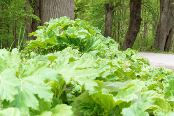 牛<strong>欧洲</strong>防风草的一边的路灌木丛牛<strong>欧洲</strong>防风草灌木丛牛<strong>欧洲</strong>防风草牛<strong>欧洲</strong>防风草的一边的路