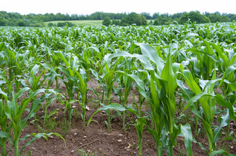 种植玉米茎农业场培养玉米场培养玉米种植玉米茎农业