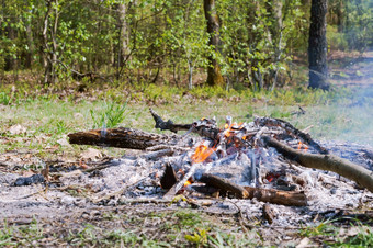 的仍然是烧木燃烧火的森林燃烧火的森林的仍然是烧木