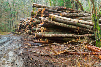 切碎树沿着的路日志堆放的森林日志堆放的森林切碎树沿着的路
