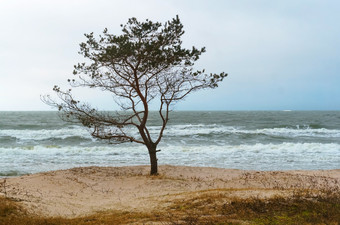 孤独的树的海滨恶劣天气从的海岸的波罗的海海恶劣天气从的海岸的波罗的海海孤独的树的海滨