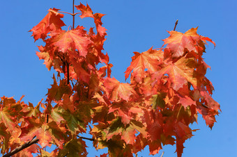 树与红色的树叶秋天红色的枫木叶子蓝色的天空背景红色的枫木叶子蓝色的天空背景树与红色的树叶秋天