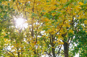 树与黄色的树叶秋天太阳射线通过树分支机构太阳射线通过树分支机构树与黄色的树叶秋天