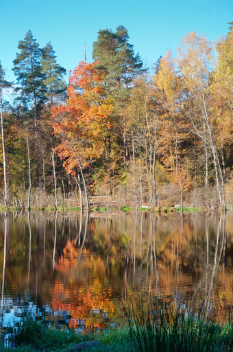 湖秋天森林森林湖秋天黄色的叶子森林湖秋天黄色的叶子湖秋天森林