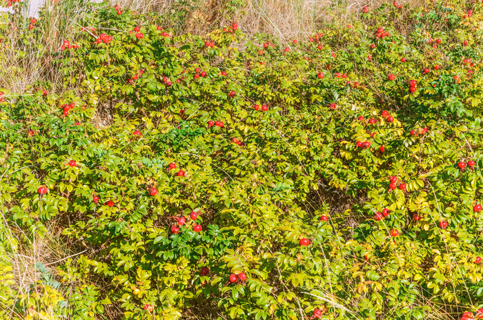 野生玫瑰灌木的海滨成熟的红色的浆果轮玫瑰臀部成熟的红色的浆果轮玫瑰臀部野生玫瑰灌木的海滨
