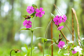 小紫色的花花背景盛开的绿色植物小紫色的花盛开的绿色植物花背景