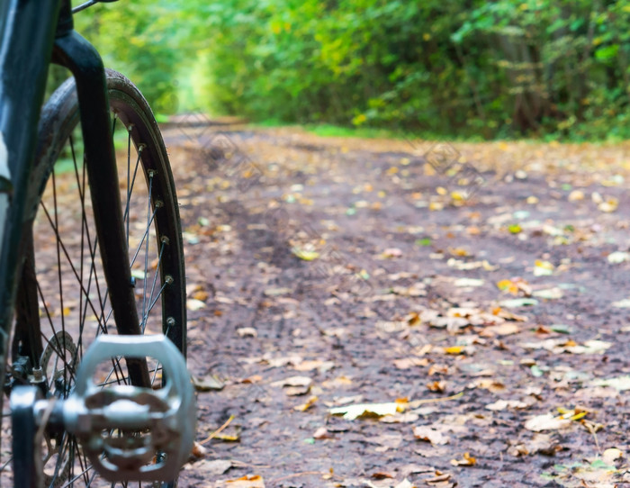 自行车的秋天森林部分的自行车的森林路部分的自行车的森林路自行车的秋天森林
