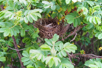 的鸟巢的野生玫瑰灌木的动物巢的野生玫瑰灌木的动物巢的野生玫瑰灌木的鸟巢的野生玫瑰灌木