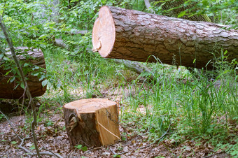 锯树的森林清洁树干锯松清洁树干锯松锯树的森林