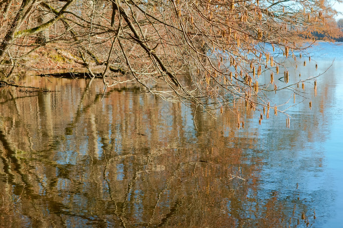 杂草丛生的森林湖风景如画的沼泽的森林风景如画的沼泽的森林杂草丛生的森林湖