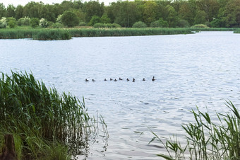 鸭与小鸭游泳的湖水禽与孩子们的森林湖水禽与孩子们的森林湖鸭与小鸭游泳的湖