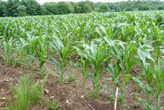 场种植与玉米农业土地年轻的玉米农业土地年轻的玉米场种植与玉米