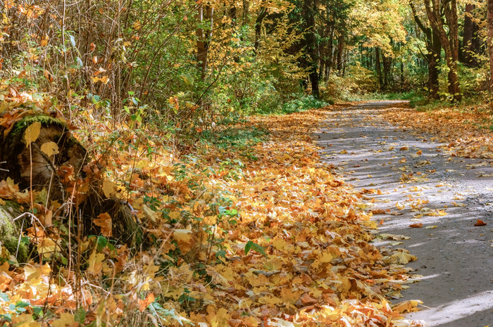 秋天森林森林路径之间的泛黄树森林路径之间图片