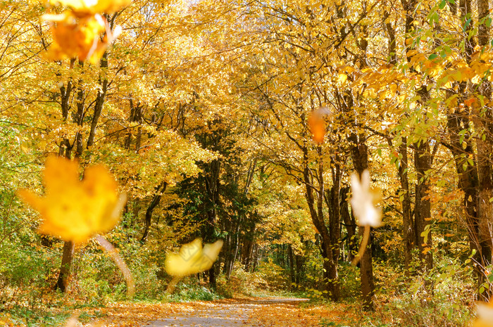 秋天森林森林路径之间的泛黄树森林路径之间的泛黄树秋天森林