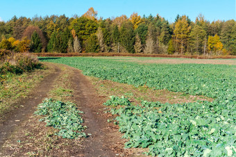 年轻的油菜豆芽场种植与卷心菜农业作物场种植与卷心菜农业作物年轻的油菜豆芽