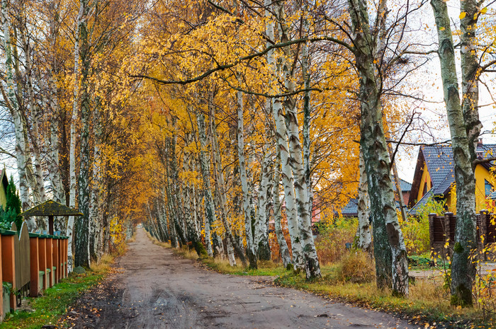 桦木小巷秋天路径在泛黄桦树路径在泛黄桦树桦木小巷秋天