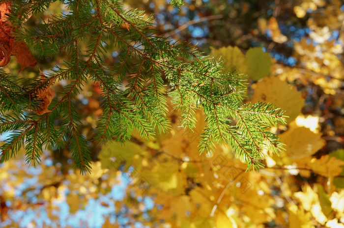 云杉分支黄色的背景秋天森林与黄色的叶子秋天森林与黄色的叶子云杉分支黄色的背景