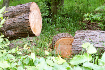 锯树的森林清洁树干锯松清洁树干锯松锯树的森林