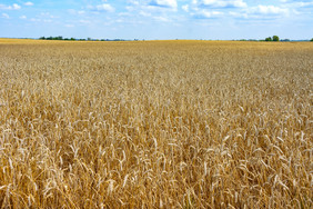 成熟的耳朵的场的场成熟的小麦的场成熟的小麦成熟的耳朵的场
