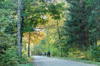 老鹅卵石路的森林集团骑自行车的人的秋天森林集团骑自行车的人的秋天森林老鹅卵石路的森林