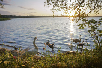 家庭天鹅日落天鹅与婴儿天鹅的晚上的湖天鹅与婴儿天鹅的晚上的湖家庭天鹅日落