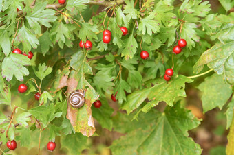 蜗牛山楂布什红色的浆果药用山楂红色的浆果药用山楂蜗牛山楂布什