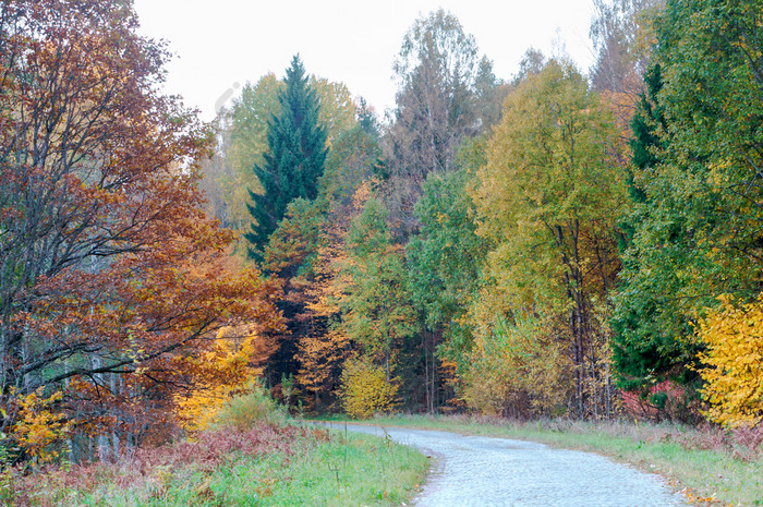 路的秋天森林泛黄树的秋天森林泛黄树的秋天森林路的秋天森林