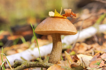 牛肝菌属蘑菇的草树叶的蘑菇帽树叶的蘑菇帽牛肝菌属蘑菇的草