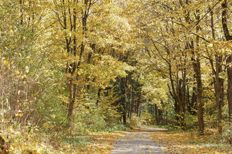 丘陵路的森林路在秋天树路在秋天树丘陵路的森林