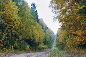 山毛榉格罗夫秋天树与泛黄叶子的路边树与泛
