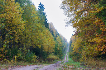 山毛榉格罗夫秋天树与泛黄叶子的路边树与泛黄叶子的路边山毛榉格罗夫秋天