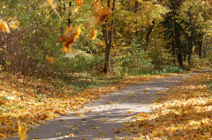 山毛榉格罗夫秋天树与泛黄叶子的路边树与泛图片